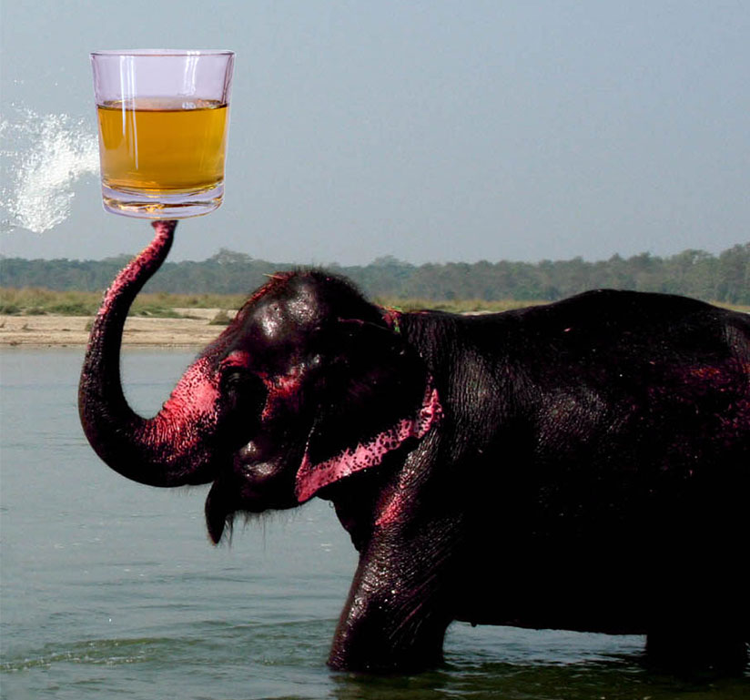 An angry elephant holding a glass of whiskey