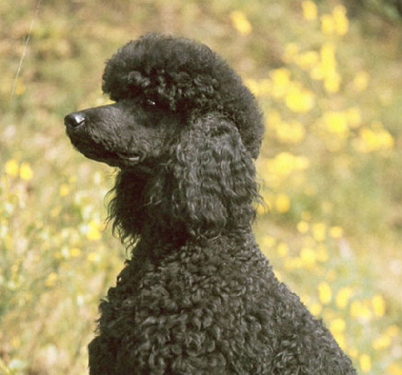 A black poodle